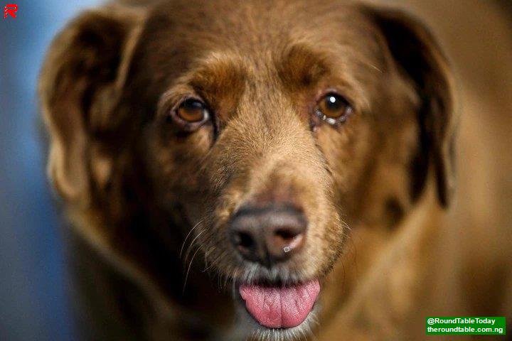 World oldest dog guiness world records 